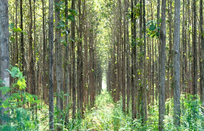 What is plantation teak?